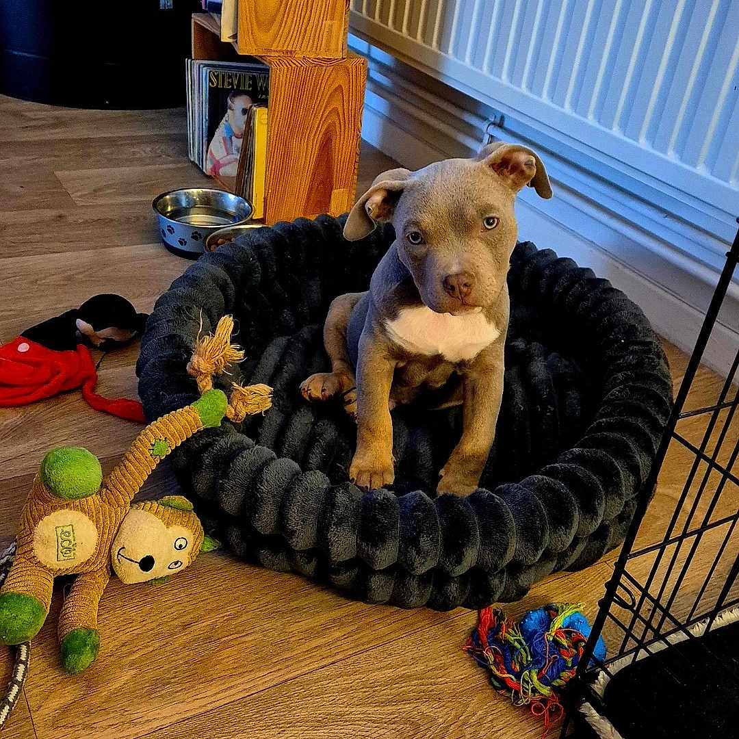 Arkan participe au concours pour gagner de l'argent avec cette photo : adorable, animal, brown, cozy, cute, dog, ears, floor, house, indoor, looking, pet, pet_bed, play, puppy, small, toy, white_chest, wood, young