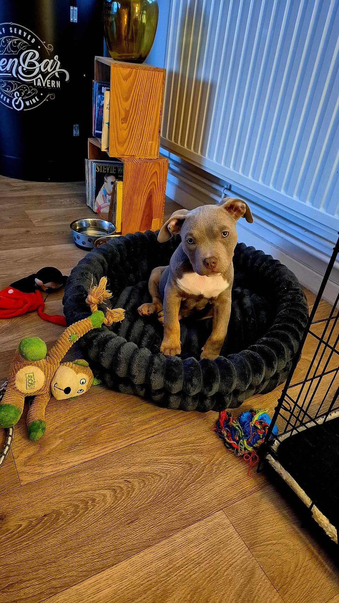Arkan participe au concours pour gagner de l'argent avec cette photo : puppy, dog, pet_bed, toy, floor, wood, indoor, cute, animal, pet, play, cozy, adorable, small, young, brown, white_chest, ears, looking, house