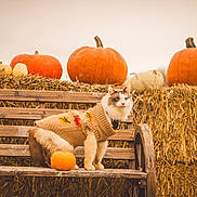 Ming joined the competition — help win amazing prizes! animal, autumn, bench, brown, cat, cozy, cute, fall, feline, hay, nature, orange, outdoor, pet, portrait, pumpkin, rustic, seasonal, sweater, wood