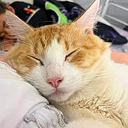 Archie joined the competition — help win amazing prizes! cat, sleeping_cat, orange_tabby, white_fur, close_up, pink_nose, whiskers, ears, cozy, bed, bedding, pillow, human, sleeping_person, background, indoor, pet_portrait, relaxed, fur_texture, face