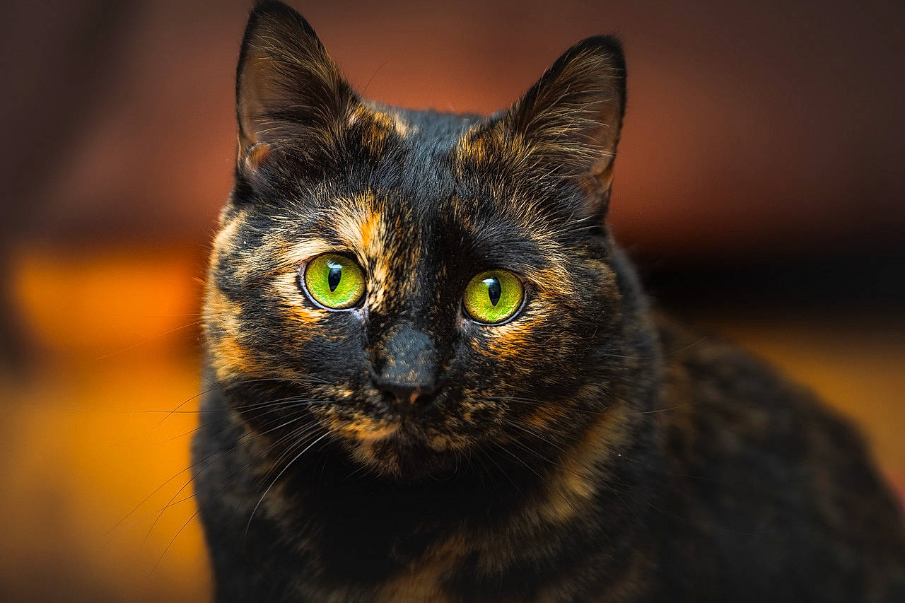 Bindi is registered to the contest to win money with this photo: art, black_cat, carnivore, cat, close_up, darkness, domestic_short_haired_cat, felidae, fur, iris, macro_photography, small_to_medium_sized_cats, snout, terrestrial_animal, whiskers, wildlife