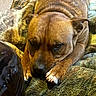 dog, brown_dog, pet, canine, lying_down, blanket, cozy, resting, fur, paw, indoor, relaxed, sleepy, animal, mammal, closeup, texture, warm_lighting, comfort, home