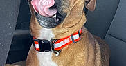 Doody is registered to the contest to win money with this photo: dog, tongue, car, collar, brown_dog, pet, animal, inside, seat, seatbelt, window, playful, licking, canine, muzzle, fur, ears, resting, domestic_animal, vehicle_interior