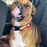 dog, tongue, car, collar, brown_dog, pet, animal, inside, seat, seatbelt, window, playful, licking, canine, muzzle, fur, ears, resting, domestic_animal, vehicle_interior