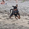 dog, puppy, beach, sand, leash, playful, sunset, outdoor, animal, pet, happy, running, ears, black_and_tan, canine, fun, nature, vacation, summer, people