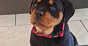 Laïka participe au concours pour gagner de l'argent avec cette photo : rottweiler, puppy, dog, pet, indoor, tile_floor, red_collar, sitting, black_and_tan, young, cute, looking_up, animal, canine, fur, ears, paws, floor, domestic, curious