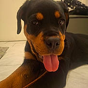 Laïka participe au concours pour gagner de l'argent avec cette photo : rottweiler, puppy, dog, tongue_out, close_up, pet, animal, indoor, floor, black_and_tan, cute, young, canine, lying_down, playful, fur, ears, nose, whiskers, portrait