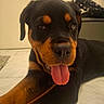 rottweiler, puppy, dog, tongue_out, close_up, pet, animal, indoor, floor, black_and_tan, cute, young, canine, lying_down, playful, fur, ears, nose, whiskers, portrait