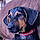 Buddy