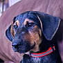 Buddy joined the competition — help win amazing prizes! dog, puppy, close_up, black_and_tan, collar, pet, canine, ears, fur, portrait, animal, indoor, cute, young, mammal, domestic_animal, looking_away, sitting, soft_texture, companion