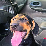 Buddy joined the competition — help win amazing prizes! dog, tongue_out, car_interior, happy, pet, animal, seat, window, steering_wheel, dashboard, door, leather_seat, black_and_tan, canine, mouth_open, ears, nose, sitting, sunlight, vehicle