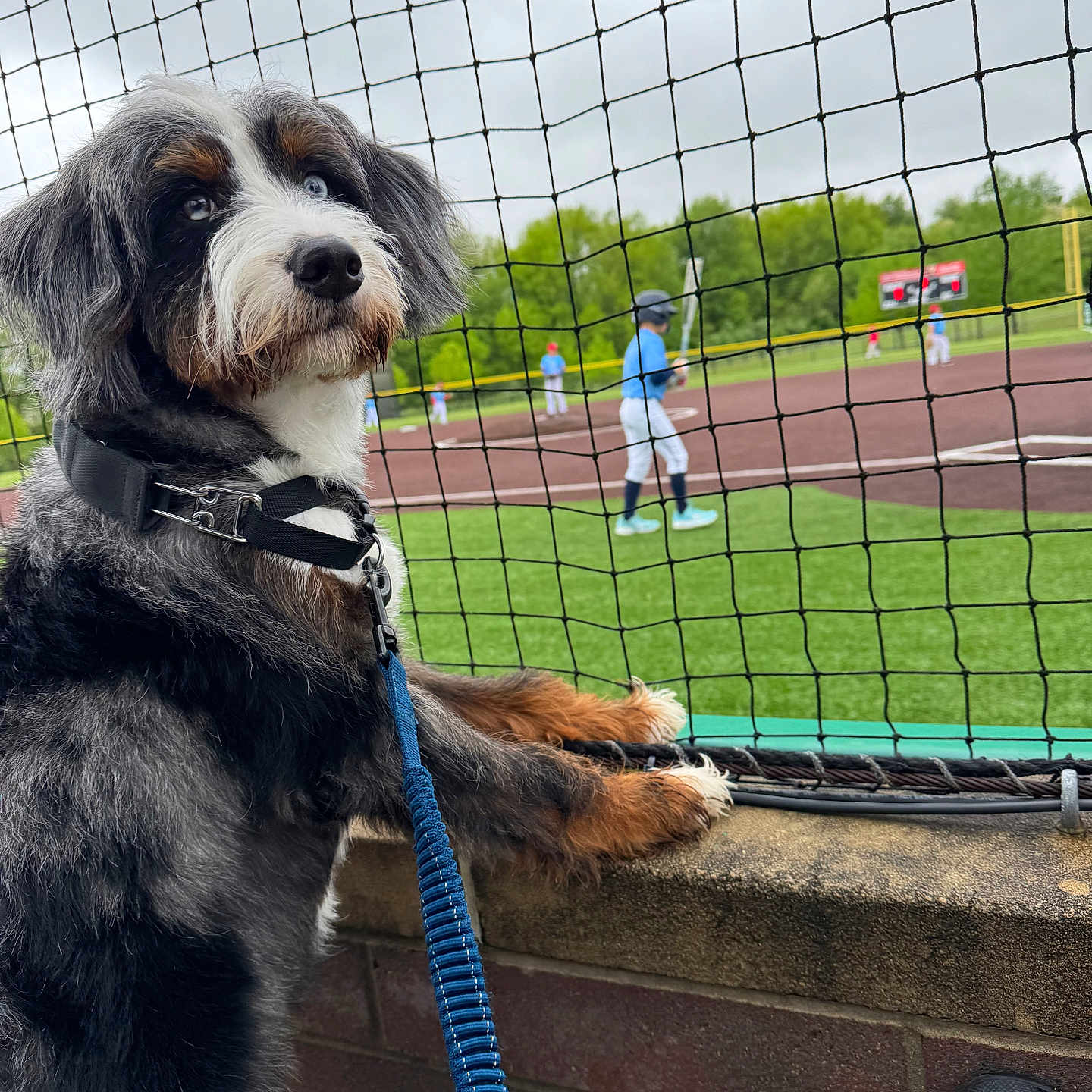 Maverick is registered to the contest to win money with this photo: accessories, animal, canine, clothing, dog, footwear, glove, grass, hat, leash, person, pet, plant, puppy, racket, shoe, sport, strap, tennis, tennisracket