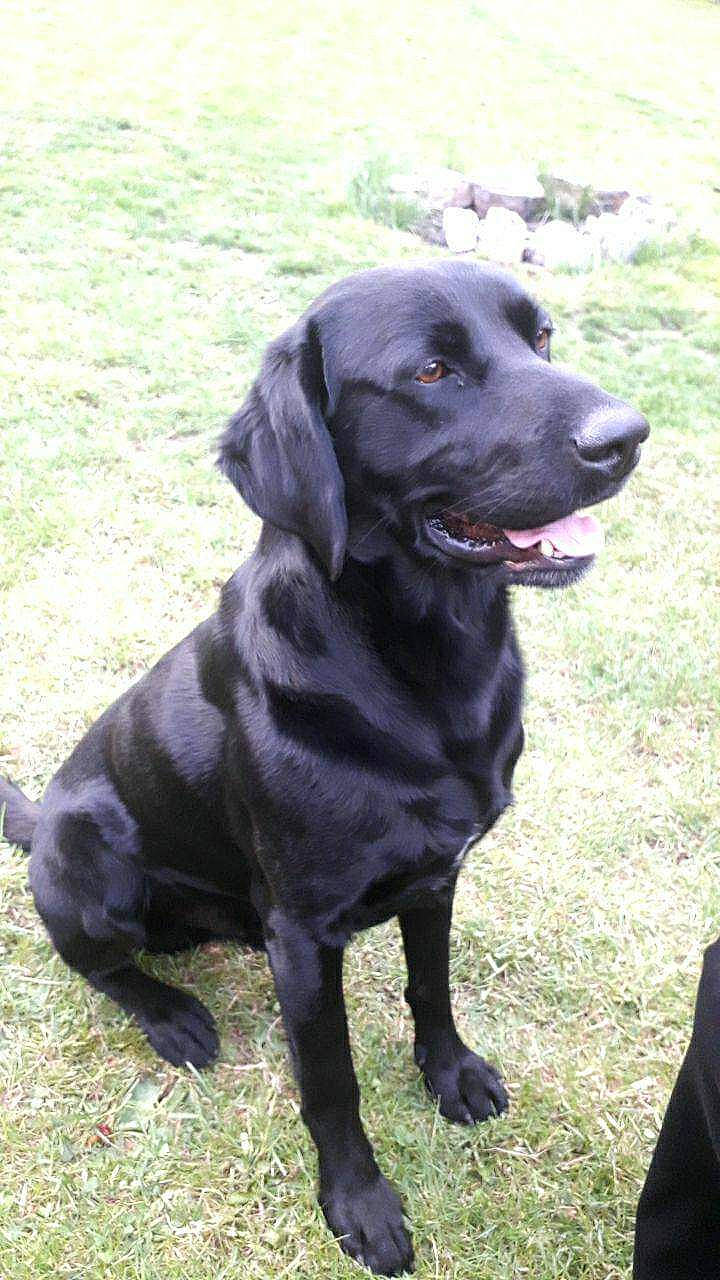 Black participe au concours pour gagner de l'argent avec cette photo : borador, canidae, carnivore, collar, companion_dog, dog, dog_breed, dog_collar, fur, grass, gun_dog, hunting_dog, labrador_retriever, liver, retriever, sporting_group, terrestrial_animal, whiskers, working_animal