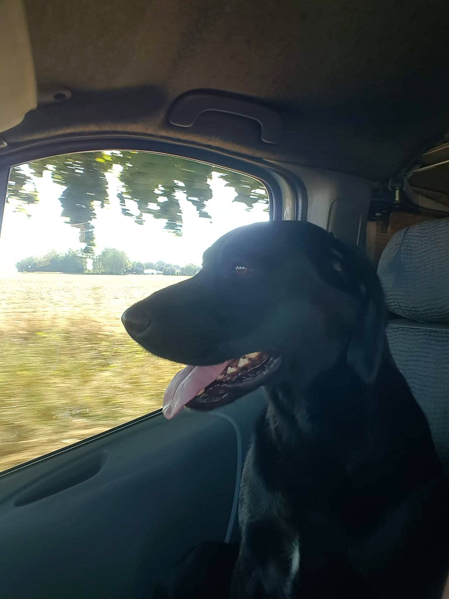 Black participe au concours pour gagner de l'argent avec cette photo : auto_part, automotive_exterior, automotive_lighting, automotive_mirror, automotive_window_part, carnivore, companion_dog, dog, dog_breed, dog_collar, glass, motor_vehicle, plant, rear_view_mirror, snout, tints_and_shades, vehicle, vehicle_door, window, windshield