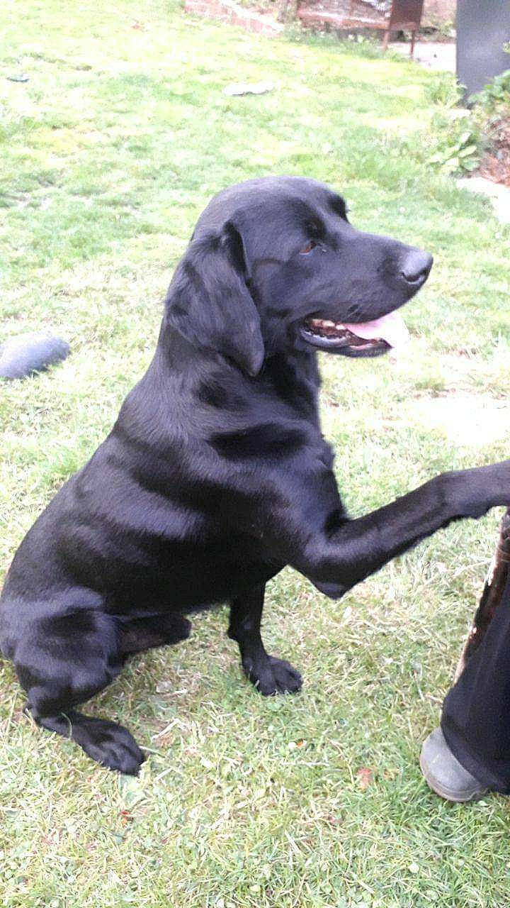 Black a rejoint le concours — aidez-le/la à gagner de superbes lots ! borador, canidae, carnivore, companion_dog, dog, dog_breed, dog_collar, fur, grass, gun_dog, hunting_dog, snout, sporting_group, terrestrial_animal, working_animal, working_dog