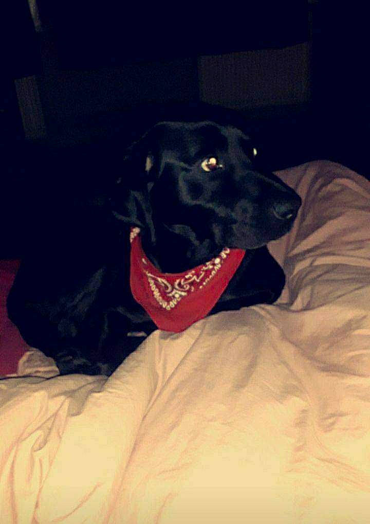 Black a rejoint le concours — aidez-le/la à gagner de superbes lots ! borador, canidae, carnivore, chair, comfort, companion_dog, dog, dog_breed, dog_collar, dog_supply, electric_blue, event, fur, guard_dog, mammal, retriever, snout, sporting_group, vertebrate, working_animal