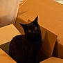 Yuki a rejoint le concours — aidez-le/la à gagner de superbes lots ! cat, black_cat, cardboard_box, boxes, indoor, yellow_eyes, whiskers, black_fur, pet, curious, sitting, portrait, close_up, cozy, home, feline, cardboard, brown, gaze, ears