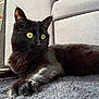 black_cat, cat, pet, green_eyes, whiskers, paw, black_fur, indoor, living_room, sofa, couch, rug, carpet, close_up, portrait, lounging, shelf, books, plush_toy, furniture