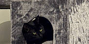 Yuki a rejoint le concours — aidez-le/la à gagner de superbes lots ! cat, black_cat, cat_tree, cat_condo, feline, pet, indoor, cozy, green_eyes, plush, fur, peeking, hiding, sisal_post, furniture, cubicle, vertical, wall, shadow, home