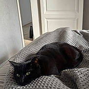 Yuki a rejoint le concours — aidez-le/la à gagner de superbes lots ! cat, black_cat, pet, feline, green_eyes, blanket, bed, texture, indoor, door, white_door, room, cozy, relaxed, whiskers, fur, portrait, gaze, domestic_cat, home
