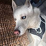 dog, white_dog, blue_eyes, lying_down, harness, close_up, indoor, woven_rug, texture, pet, animal, fur, snout, ears, floor, relaxed, calm, light, shadow, portrait