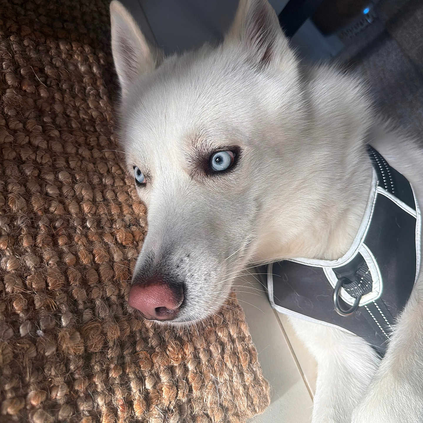 Bolt