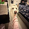 dog, white_dog, pet, indoor, bedroom, bed, blanket, pajamas, person, hand, floor, mirror, flag, furniture, comfort, cozy, animal, canine, home, tiles