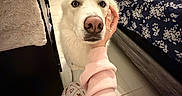 Bolt joined the competition — help win amazing prizes! dog, white_dog, indoor, bedroom, bed, blanket, pajamas, hand, floor, mirror, dresser, door, person, pet, canine, animal, comfort, cozy, relaxation, home