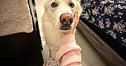 Bolt is registered to the contest to win money with this photo: animal, bed, bedroom, blanket, comfort, cozy, cute, dog, flag, floor, furniture, hand, home, indoor, mirror, pajamas, person, pet, reflection, white_dog