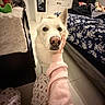 dog, white_dog, pet, indoor, bedroom, person, hand, pajamas, floor, bed, blanket, mirror, flag, reflection, furniture, comfort, cute, animal, cozy, home