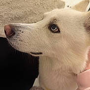Bolt is registered to the contest to win money with this photo: dog, white_dog, blue_eyes, close_up, profile, indoor, blanket, fur, pet, animal, cozy, soft_texture, calm, hand, pink_sleeve, nose, ear, portrait, looking, domestic_animal