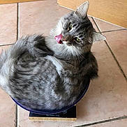 Pumba a rejoint le concours — aidez-le/la à gagner de superbes lots ! cat, gray_tabby, tongue_out, bowl, curled_up, floor_tile, indoor, pet, cute, feline, tongue, fur, whiskers, ears, kitchen, domestic_animal, playful, funny, resting, small_space