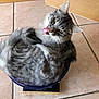 cat, gray_tabby, tongue_out, bowl, curled_up, floor_tile, indoor, pet, cute, feline, tongue, fur, whiskers, ears, kitchen, domestic_animal, playful, funny, resting, small_space