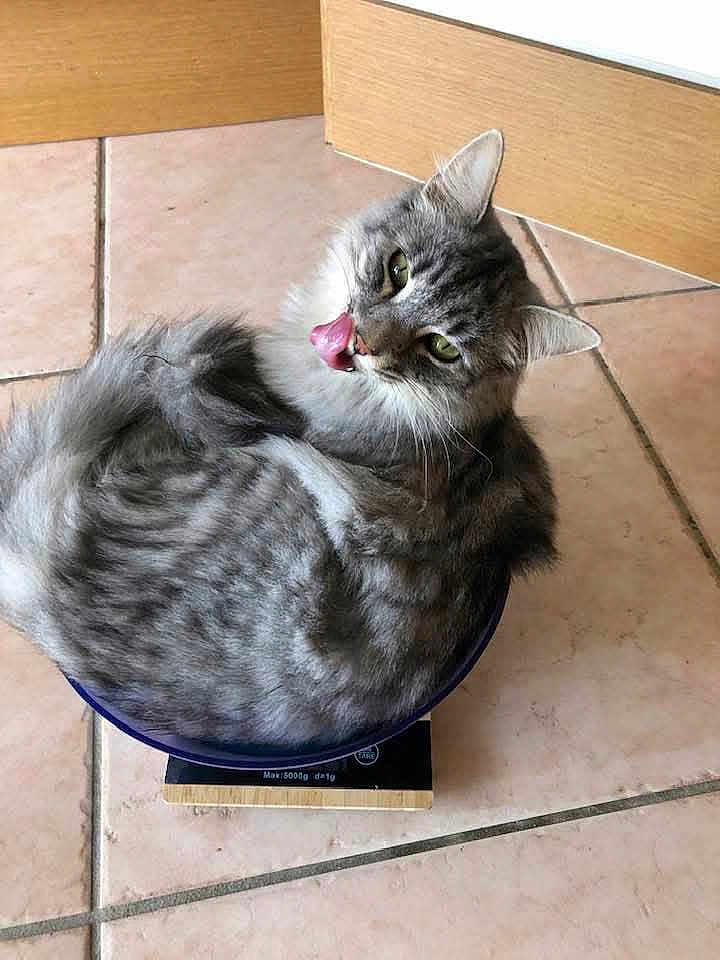 Pumba