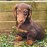 adorable, animal, brown_fur, canine, cute, dachshund, dog, eyes, fur, grass, nature, outdoor, pet, plants, portrait, puppy, sitting, small_dog, wooden_fence, young