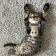 Aïko participe au concours pour gagner de l'argent avec cette photo : kitten, tabby, cat, sleeping, carpet, paw, fur, pet, animal, cute, relaxed, whiskers, indoor, cozy, mammal, small, adorable, resting, feline, young