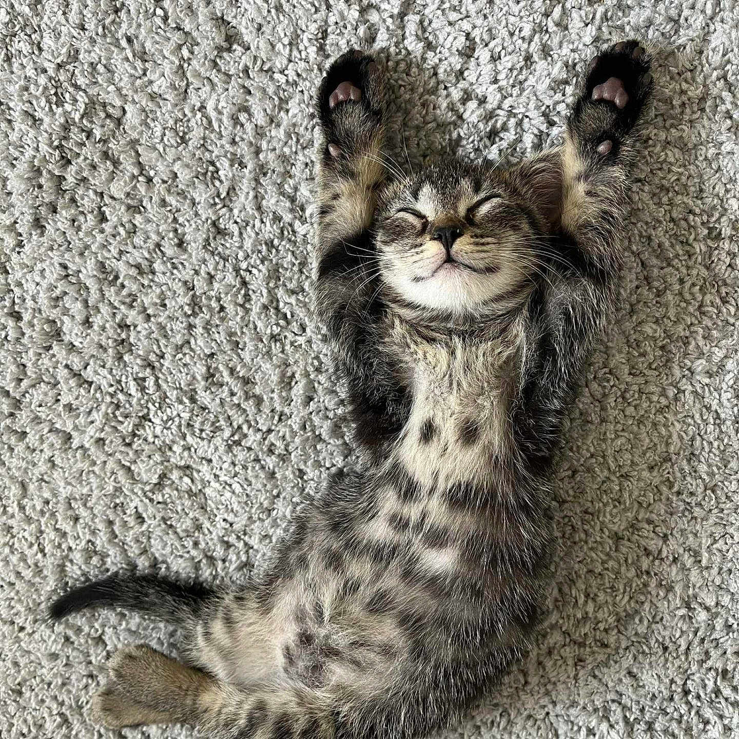 Aïko participe au concours pour gagner de l'argent avec cette photo : adorable, animal, carpet, cat, cozy, cute, feline, fur, indoor, kitten, mammal, paw, pet, relaxed, resting, sleeping, small, tabby, whiskers, young