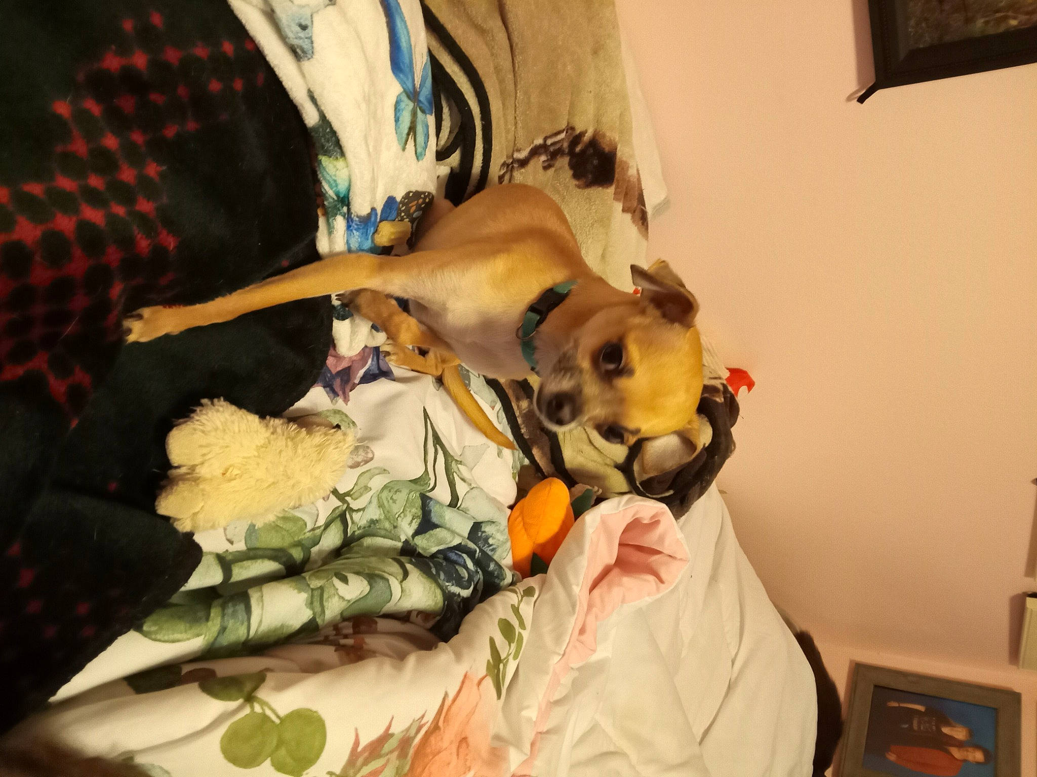 Philip joined the competition — help win amazing prizes! canidae, carnivore, comfort, companion_dog, dog, dog_breed, dog_supply, fawn, fur, linens, nap, non_sporting_group, paw, pet_supply, room, sporting_group, toy_dog, window, working_animal