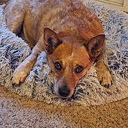 Hoss is registered to the contest to win money with this photo: animal, canine, chihuahua, cushion, den, dog, dogbed, hardwood, homedecor, hound, indoors, pet, puppy, racket, snout, sport, stainedwood, tennis, tennisracket, wood