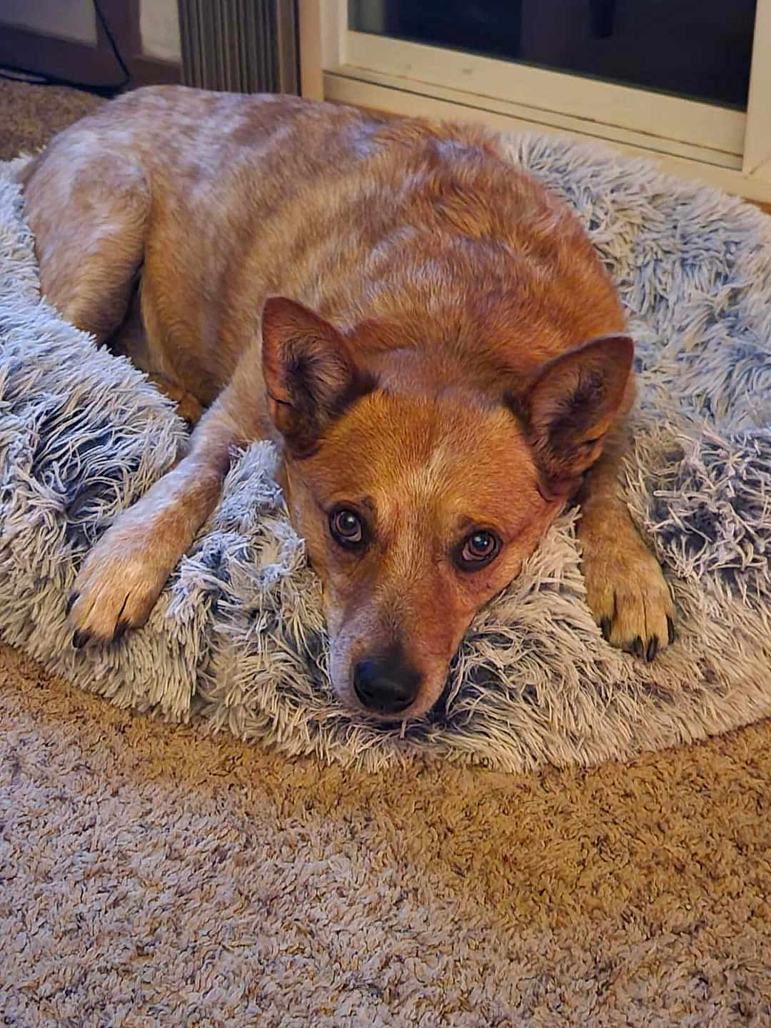 Hoss is registered to the contest to win money with this photo: animal, canine, chihuahua, cushion, den, dog, dogbed, hardwood, homedecor, hound, indoors, pet, puppy, racket, snout, sport, stainedwood, tennis, tennisracket, wood