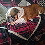 bulldog, dog, sleeping, quilt, couch, indoor, pet, cozy, brown, white, fur, resting, animal, home, relaxed, comfort, patterned, textile, closeup, nap