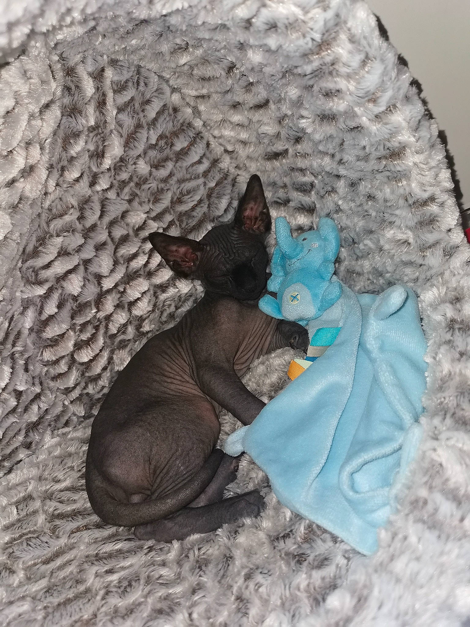 Ragnar a rejoint le concours — aidez-le/la à gagner de superbes lots ! canidae, carnivore, companion_dog, dog, dog_breed, dog_supply, fawn, felidae, fictional_character, grey, mammal, pet_supply, small_to_medium_sized_cats, snout, sporting_group, tail, terrestrial_animal, toy_dog, vertebrate, working_animal