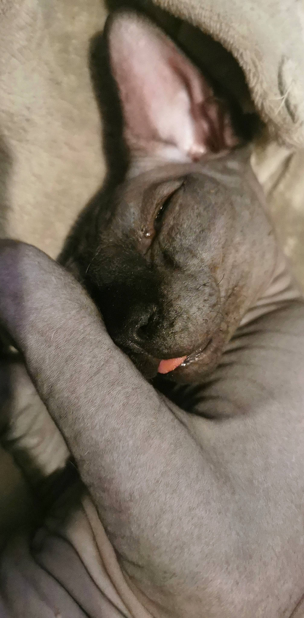 Ragnar a rejoint le concours — aidez-le/la à gagner de superbes lots ! carnivore, close_up, comfort, companion_dog, dog, dog_breed, ear, fawn, felidae, fur, gesture, grey, liver, small_to_medium_sized_cats, snout, sporting_group, terrestrial_animal, whiskers, working_animal, wrinkle