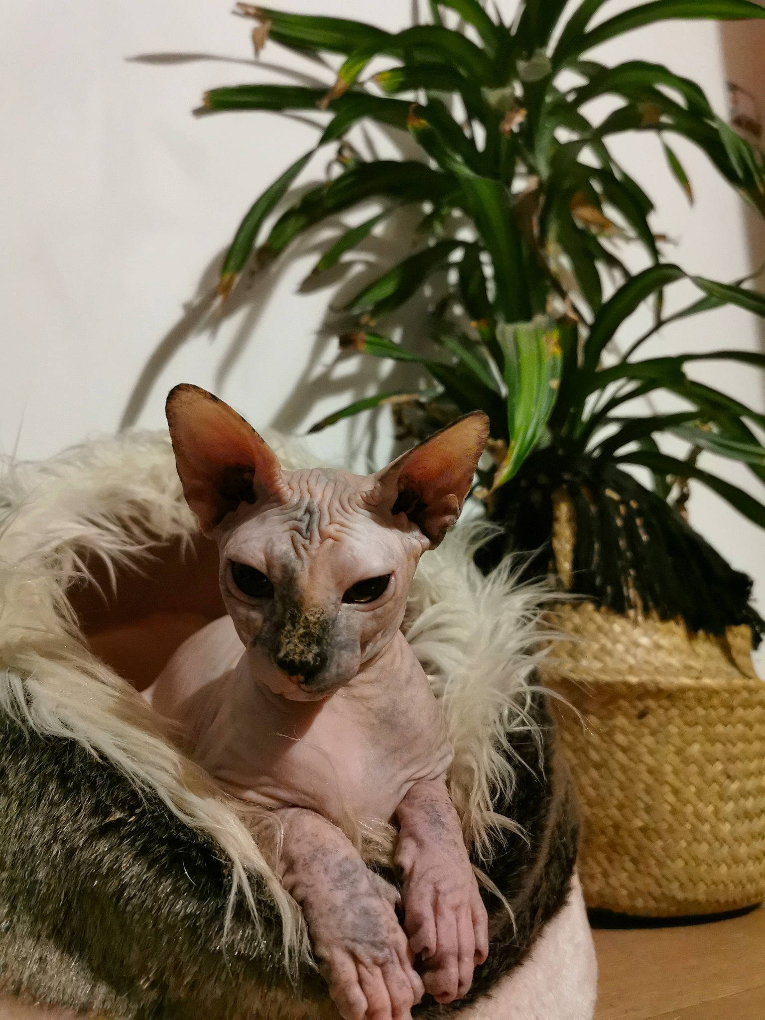 Lagertha participe au concours pour gagner de l'argent avec cette photo : basket, carnivore, cat, fawn, felidae, fur, home_accessories, small_to_medium_sized_cats, snout, storage_basket, terrestrial_animal, tonkinese, whiskers, wicker