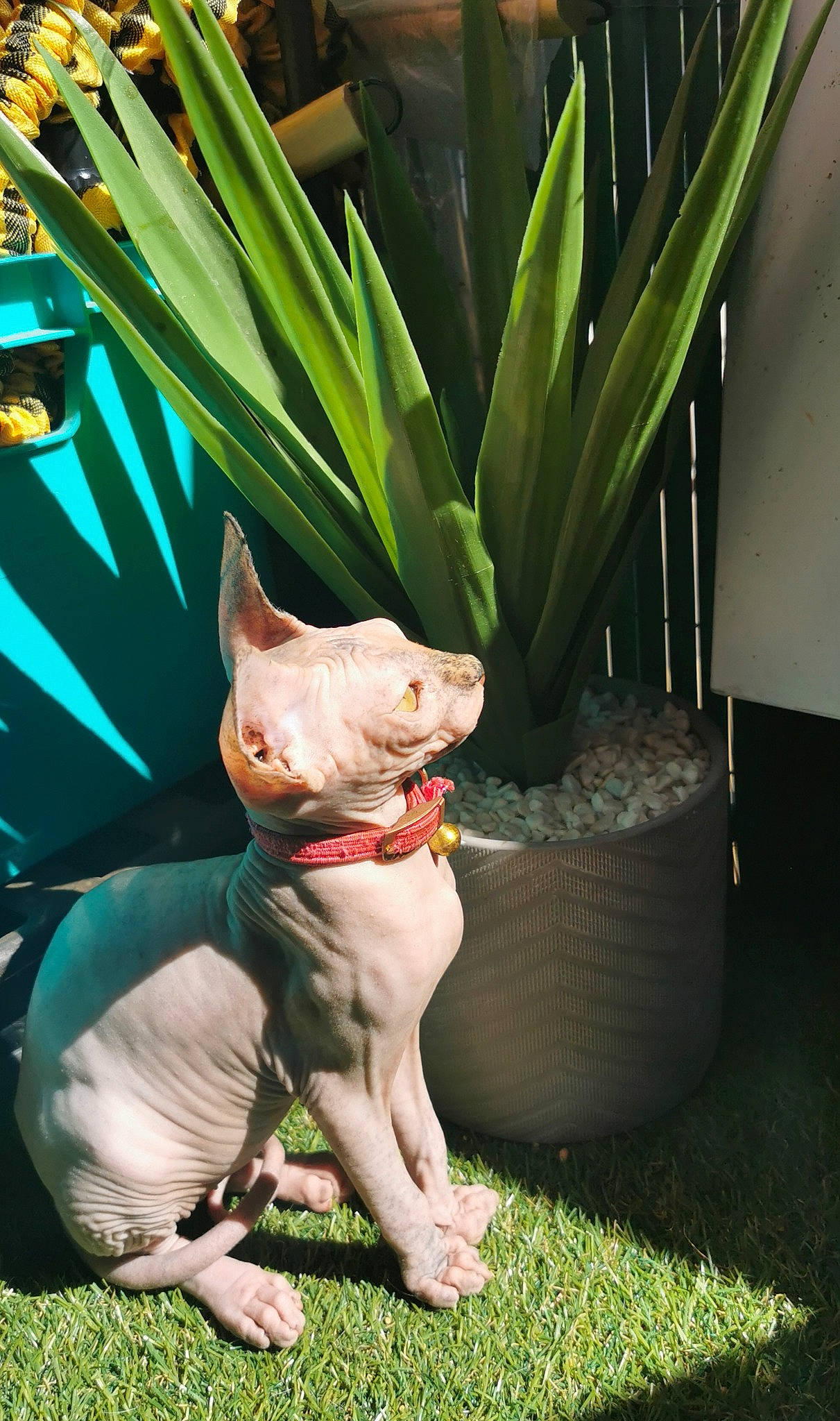 Lagertha a rejoint le concours — aidez-le/la à gagner de superbes lots ! canidae, carnivore, collar, dog, dog_breed, dog_supply, figurine, flowerpot, houseplant, lawn_ornament, non_sporting_group, pet_supply, peterbald, sculpture, snout, terrestrial_animal, terrier, toy_dog, vertebrate, whiskers