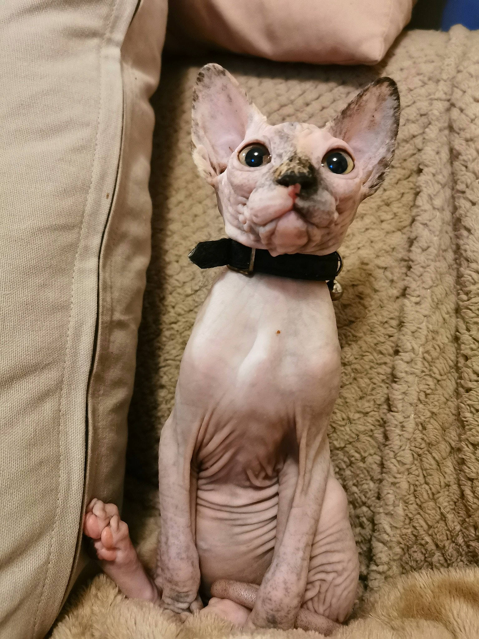 Lagertha participe au concours pour gagner de l'argent avec cette photo : beige, carnivore, cat, donskoy, fawn, felidae, figurine, kitten, paw, pet_supply, peterbald, skin, small_to_medium_sized_cats, snout, sphynx, sweater, terrestrial_animal, toy, vertebrate, whiskers