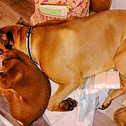 Hank is registered to the contest to win money with this photo: dog, two_dogs, sleeping, collar, floor, wood_floor, rug, brown_dog, large_dog, small_dog, indoor, pet, snuggling, resting, paw, slipper, bag, household, cozy, friendship