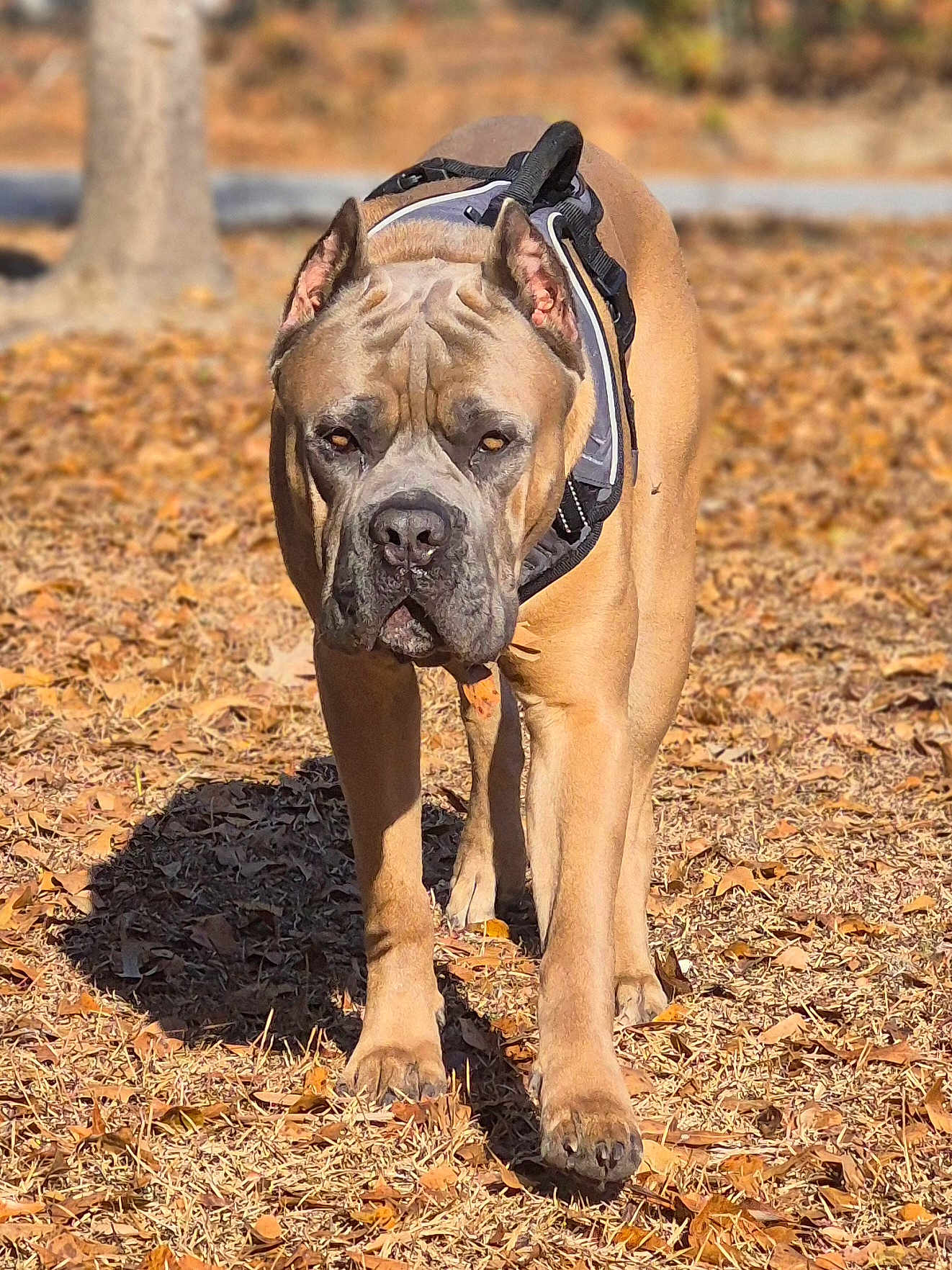 Hank is registered to the contest to win money with this photo: dog, canine, outdoor, autumn, leaves, brown, sunlight, walking, pet, animal, park, nature, muscular, ears_cropped, fur, shadow, closeup, daylight, alert, focused
