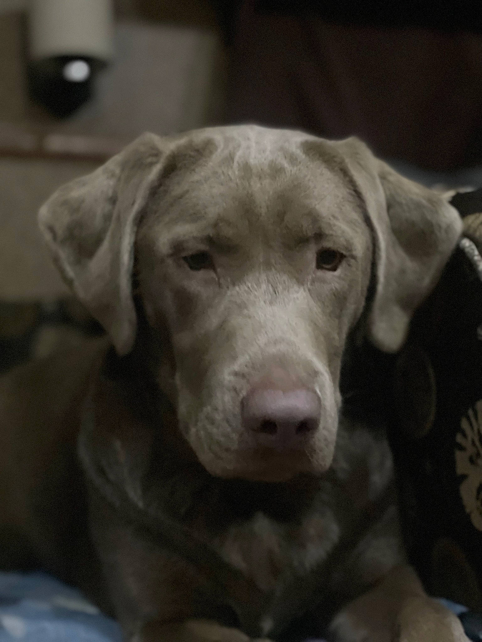 Bella joined the competition — help win amazing prizes! canidae, carnivore, companion_dog, dog, dog_breed, ear, fawn, fur, hunting_dog, liver, monochrome, monochrome_photography, natural_material, plant, snout, sporting_group, terrestrial_animal, whiskers, working_animal