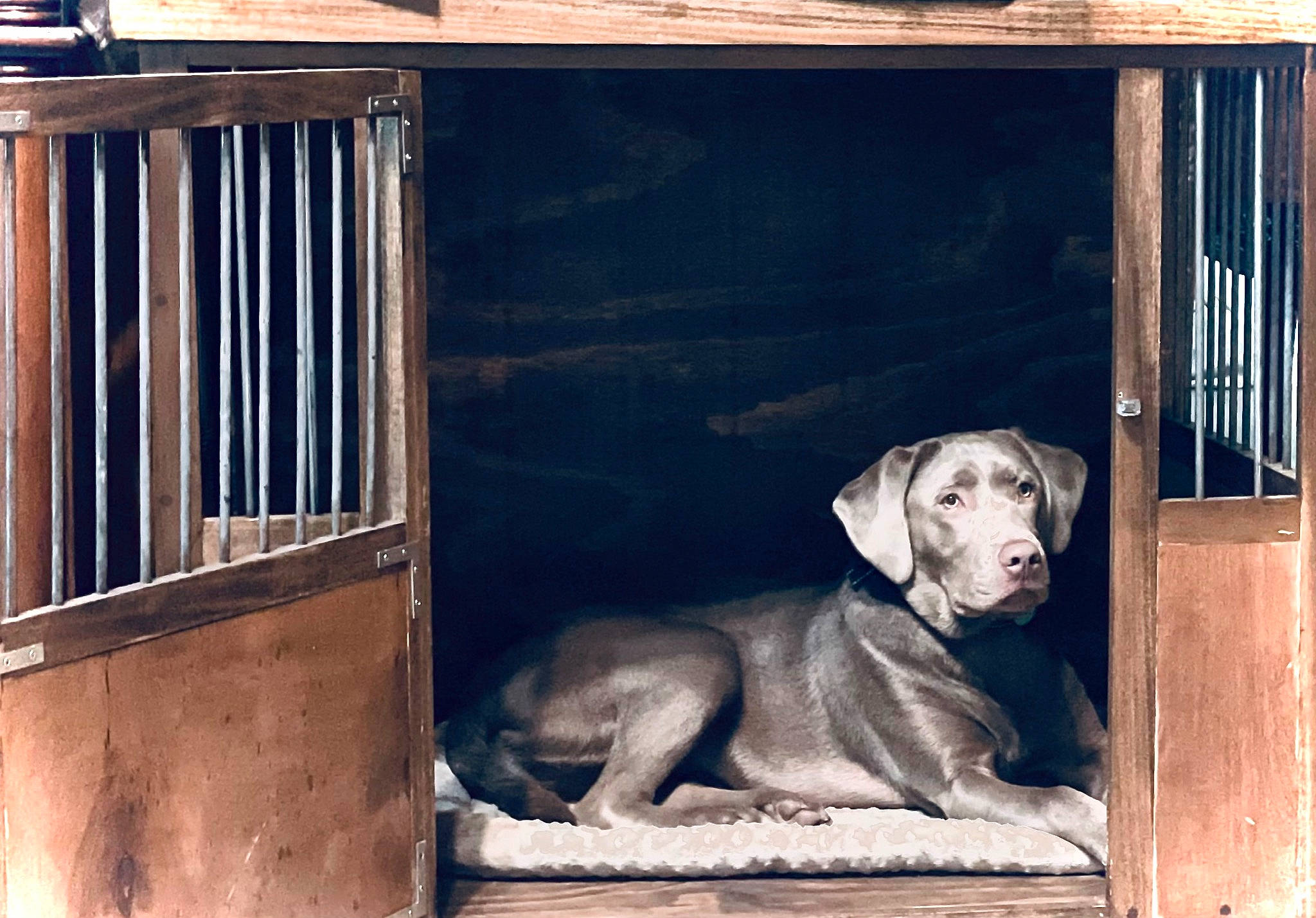 Bella joined the competition — help win amazing prizes! animal_shelter, art, cage, carnivore, companion_dog, dog, dog_breed, fawn, mammal, metal, pet_supply, rectangle, room, snout, tints_and_shades, vertebrate, visual_arts, window, wood, working_animal